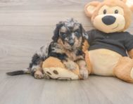 5 week old Mini Doxiedoodle Puppy For Sale - Lone Star Pups