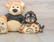 5 week old Mini Doxiedoodle Puppy For Sale - Lone Star Pups