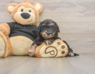 5 week old Mini Doxiedoodle Puppy For Sale - Lone Star Pups