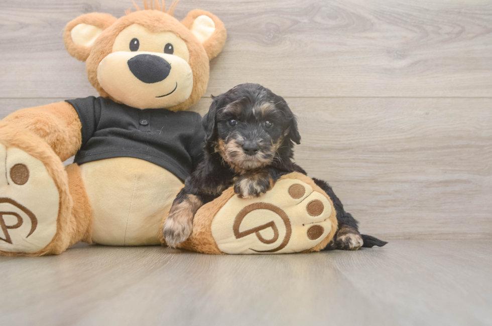 5 week old Mini Doxiedoodle Puppy For Sale - Lone Star Pups