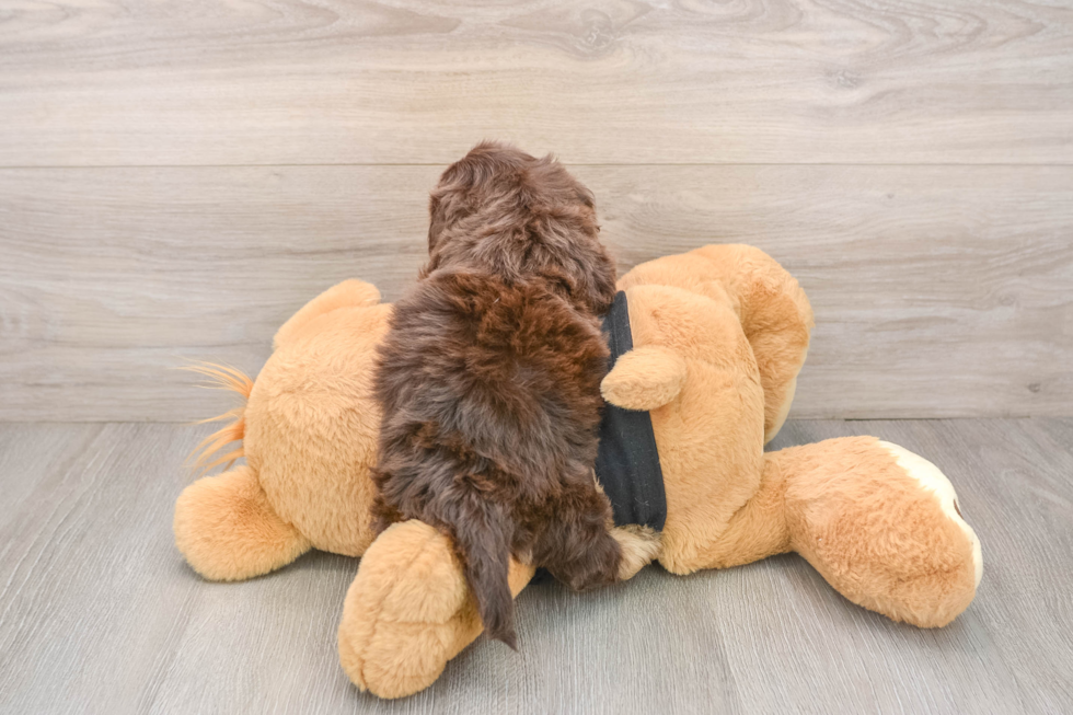 Mini Doxiedoodle Pup Being Cute