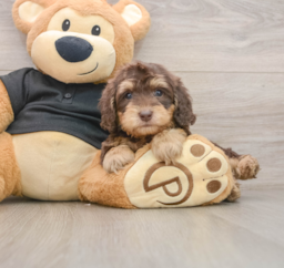 8 week old Mini Doxiedoodle Puppy For Sale - Lone Star Pups