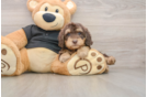 Cute Doxiepoo Poodle Mix Puppy