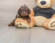 5 week old Mini Doxiedoodle Puppy For Sale - Lone Star Pups