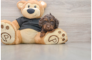 Cute Mini Doxie Poo Poodle Mix Puppy
