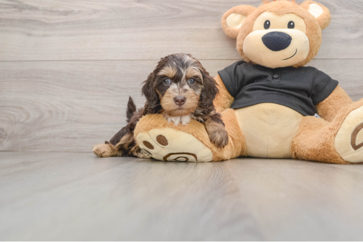 Best Mini Doxiedoodle Baby