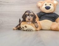 5 week old Mini Doxiedoodle Puppy For Sale - Lone Star Pups