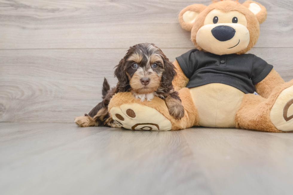 Best Mini Doxiedoodle Baby