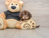 5 week old Mini Doxiedoodle Puppy For Sale - Lone Star Pups