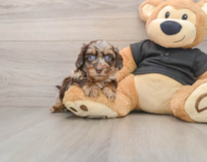 5 week old Mini Doxiedoodle Puppy For Sale - Lone Star Pups