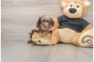 Cute Mini Doxie Poo Poodle Mix Puppy