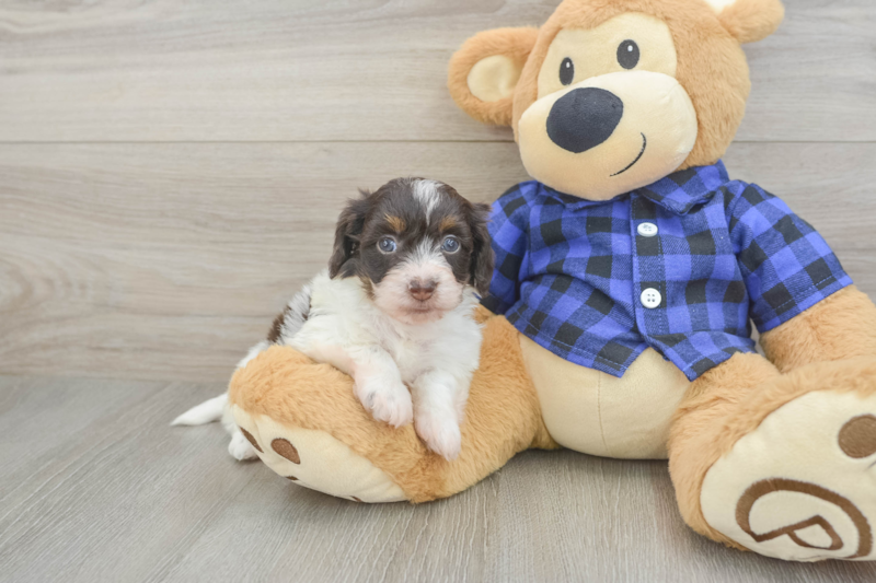 Meet Markie - our Mini Doxiedoodle Puppy Photo 1/3 - Lone Star Pups