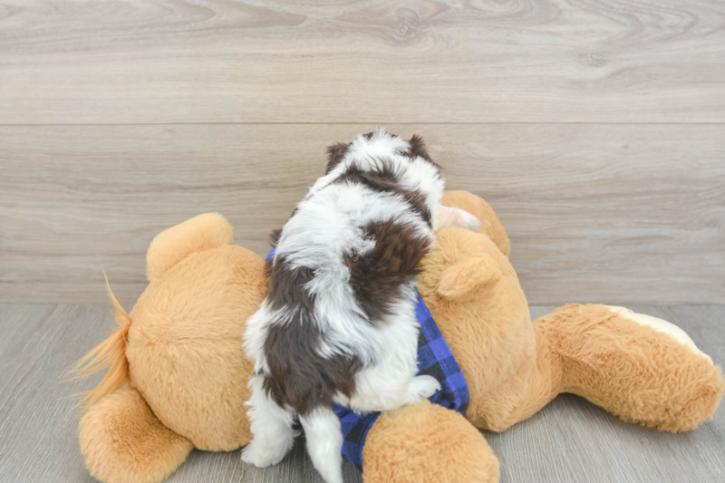 Meet Markie - our Mini Doxiedoodle Puppy Photo 2/3 - Lone Star Pups