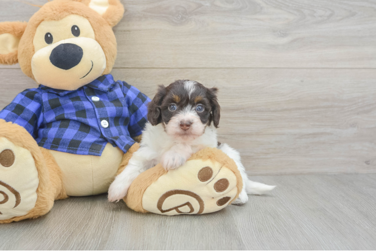 Mini Doxiedoodle Pup Being Cute