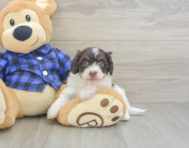 5 week old Mini Doxiedoodle Puppy For Sale - Lone Star Pups