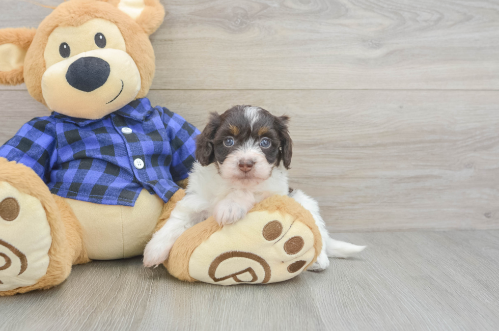 5 week old Mini Doxiedoodle Puppy For Sale - Lone Star Pups