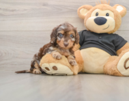 5 week old Mini Doxiedoodle Puppy For Sale - Lone Star Pups