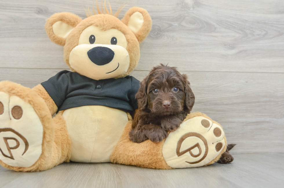 7 week old Mini Doxiedoodle Puppy For Sale - Lone Star Pups