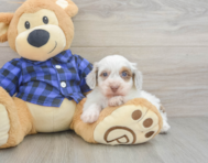 5 week old Mini Doxiedoodle Puppy For Sale - Lone Star Pups