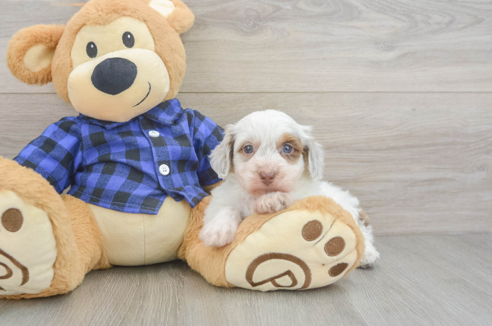 5 week old Mini Doxiedoodle Puppy For Sale - Lone Star Pups