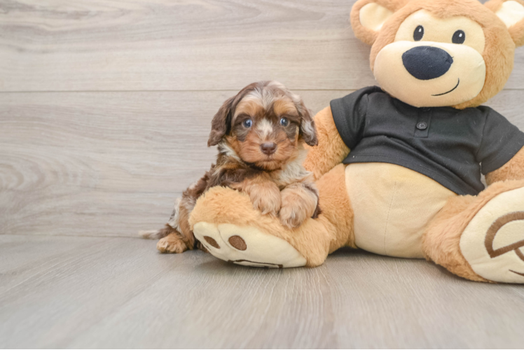 Cute Mini Doxiedoodle Baby