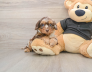5 week old Mini Doxiedoodle Puppy For Sale - Lone Star Pups