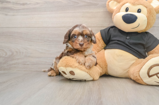 Cute Mini Doxiedoodle Baby