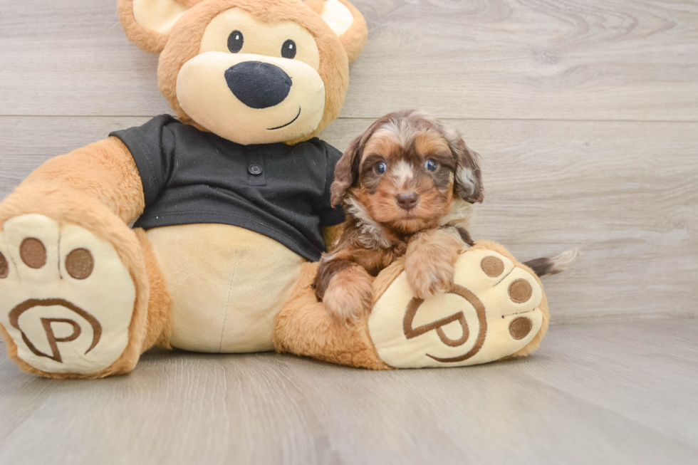 Cute Mini Doxiedoodle Poodle Mix Pup