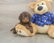 5 week old Mini Doxiedoodle Puppy For Sale - Lone Star Pups