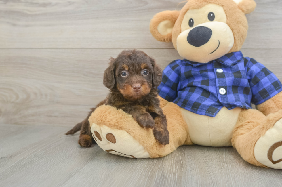 5 week old Mini Doxiedoodle Puppy For Sale - Lone Star Pups