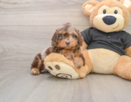 5 week old Mini Doxiedoodle Puppy For Sale - Lone Star Pups