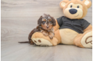 Mini Doxiedoodle Pup Being Cute