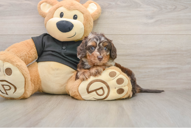 Mini Doxiedoodle Pup Being Cute