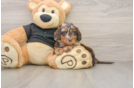 Mini Doxiedoodle Pup Being Cute
