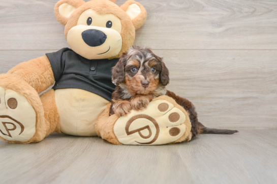 Mini Doxiedoodle Pup Being Cute