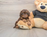 6 week old Mini Doxiedoodle Puppy For Sale - Lone Star Pups