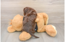 Mini Doxiedoodle Puppy for Adoption