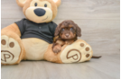 Best Mini Doxiedoodle Baby