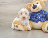 5 week old Mini Doxiedoodle Puppy For Sale - Lone Star Pups