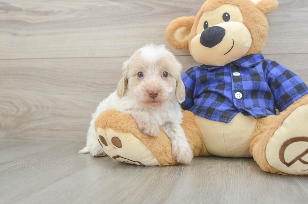 5 week old Mini Doxiedoodle Puppy For Sale - Lone Star Pups
