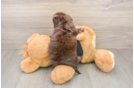 Cute Mini Doxiedoodle Baby