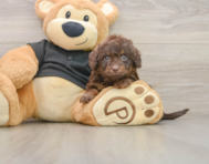 5 week old Mini Doxiedoodle Puppy For Sale - Lone Star Pups
