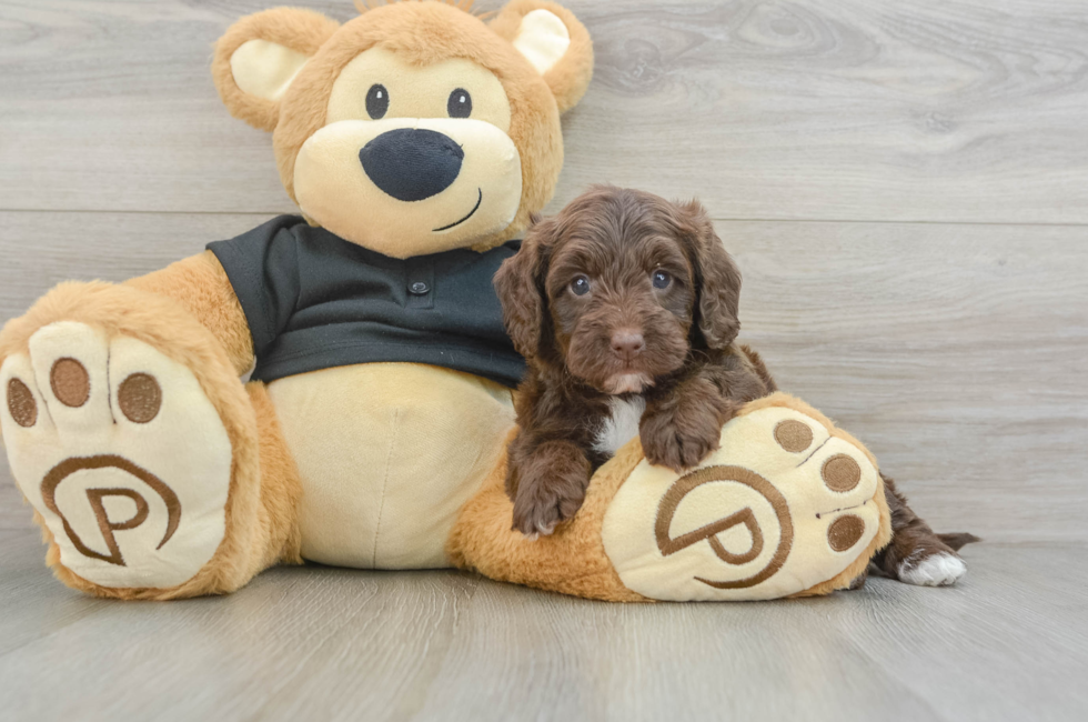 7 week old Mini Doxiedoodle Puppy For Sale - Lone Star Pups