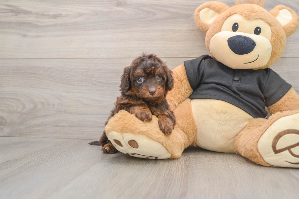 Cute Mini Doxie Poo Poodle Mix Puppy