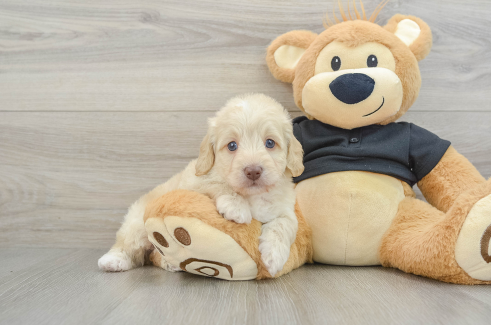 7 week old Mini Doxiedoodle Puppy For Sale - Lone Star Pups