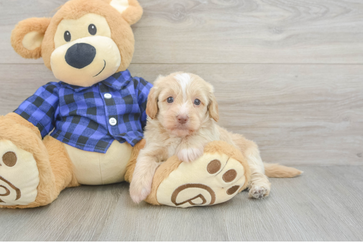 Mini Doxiedoodle Puppy for Adoption