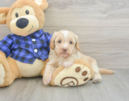 5 week old Mini Doxiedoodle Puppy For Sale - Lone Star Pups