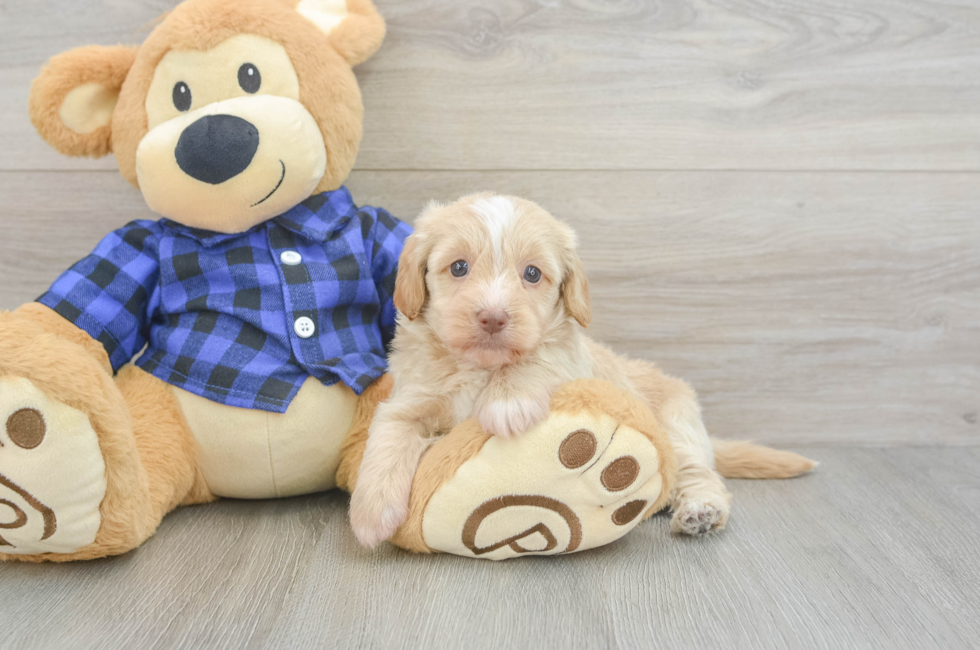 5 week old Mini Doxiedoodle Puppy For Sale - Lone Star Pups