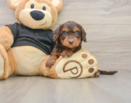 7 week old Mini Doxiedoodle Puppy For Sale - Lone Star Pups