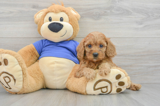 Smart Mini Goldendoodle Poodle Mix Pup